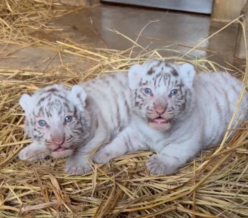 位於日本埼玉縣宮代町的「東武動物園」將從4日起對外展出2隻白虎幼仔。（圖擷自東武動物公園X）