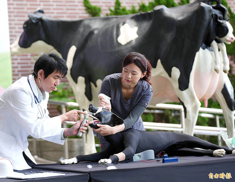 
Veterinarians from the College of Veterinary Medicine at National Chung Hsing University in Taichung yesterday demonstrate the use of an educational bionic animal model. 
Photo: Tsai Shu-yuan, Taipei Times