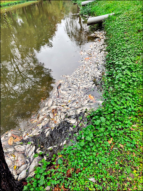 台南巴克禮紀念公園水域，近日發大量魚群暴斃。（南市工務局提供）