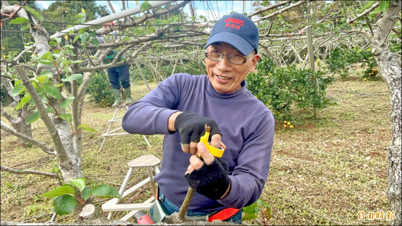 新竹縣新埔鎮農會果樹產銷班第廿一班班長彭文華忙著替高接梨接穗，感嘆今年豐水梨的梨穗有錢都買不到。（記者黃美珠攝）