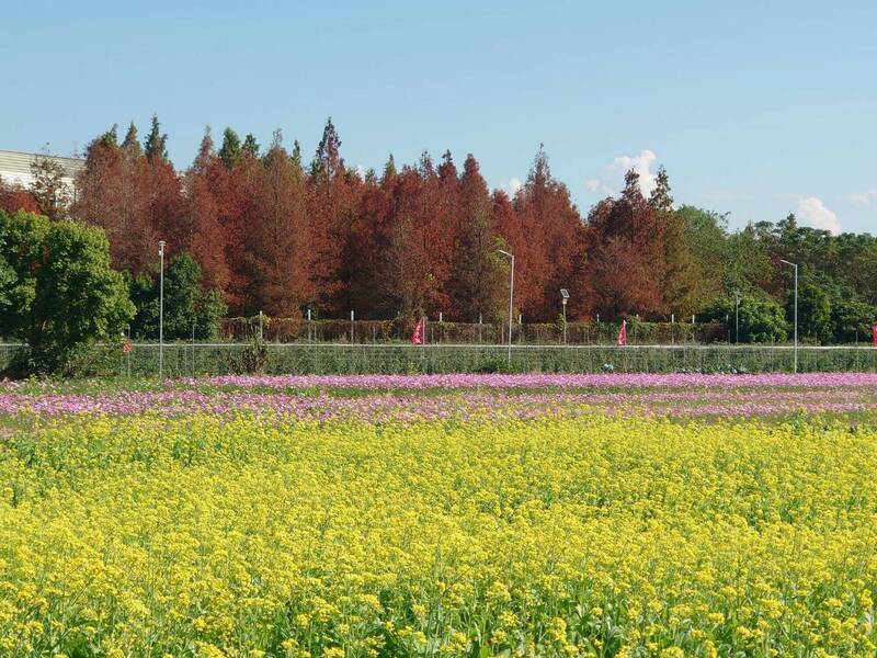 芬園鄉貓羅溪秘境落羽松、波斯菊與油菜花同框，一次蒐集到紅、紫、黃3色齊備的罕見畫面。 （米諾斯提供）