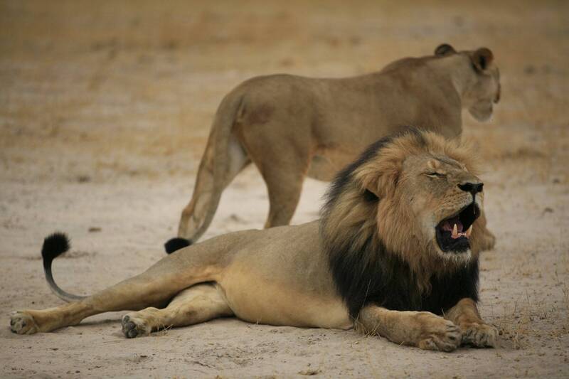 辛巴威1名7歲男童在獅、象等大型動物出沒的公園走失多天獲救。辛巴威獅子示意圖。（法新社）