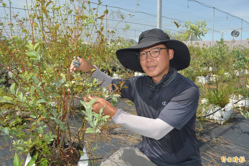 林煌仁從科技新貴轉行當農夫，靠著自己上網查資料摸索，成為台中以北最大的專業藍莓園。（記者陳建志攝）