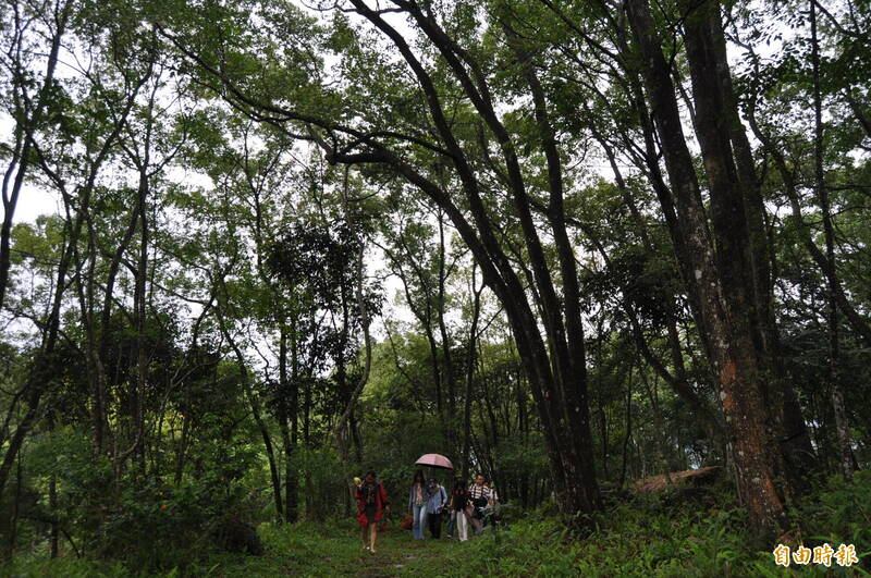 那瑪夏區原住民合作社將陸續推出台灣山茶、森林無蟄蜂等林下經濟產品。（記者蘇福男攝）