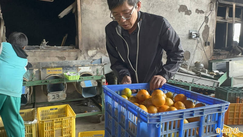 吳敏助願將3公頃果園承租給有意投入農業的青年或農民。（記者李文德攝）