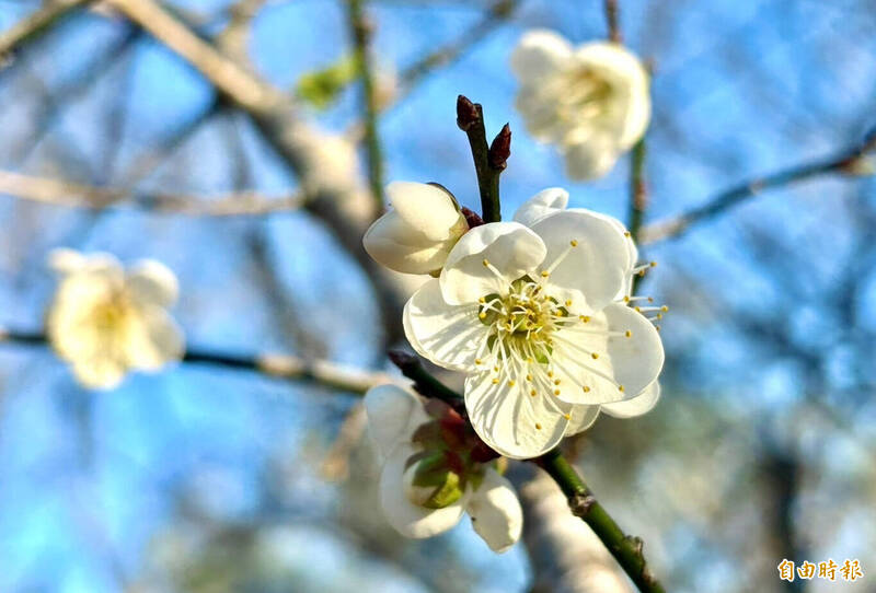 桃園市復興區角板山行館梅園的梅花。（記者李容萍攝）