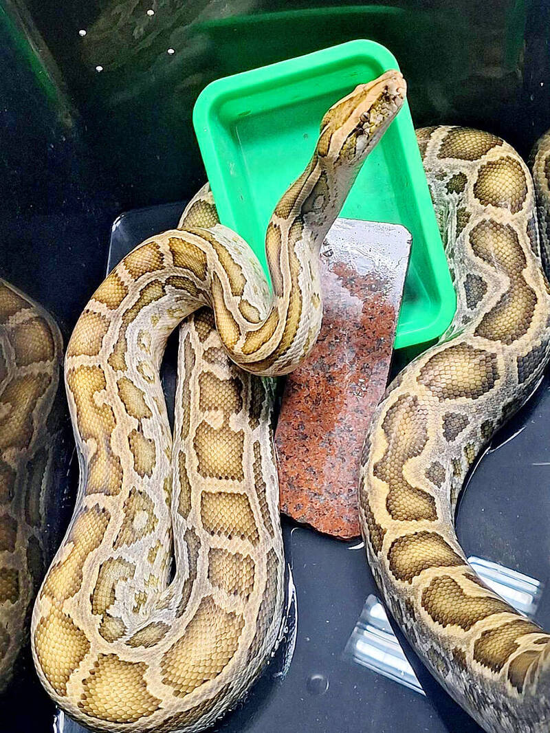 
A Burmese python is pictured in Changhua County on Sept. 23 last year.
Photo courtesy of the Animal Disease Control Center of Changhua County