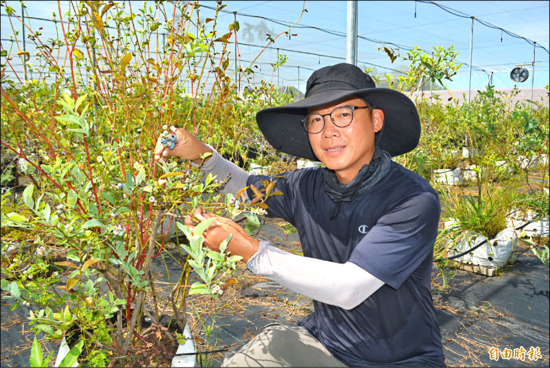 林煌仁從科技新貴轉行當農夫，成為台中以北最大的專業藍莓園。（記者陳建志攝）