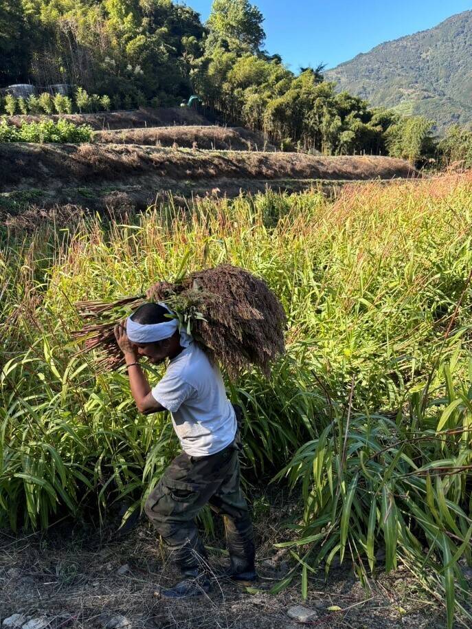 日正食品公司與青農契作培育台灣油芒，去年12月陸續收成。（日正食品公司提供）