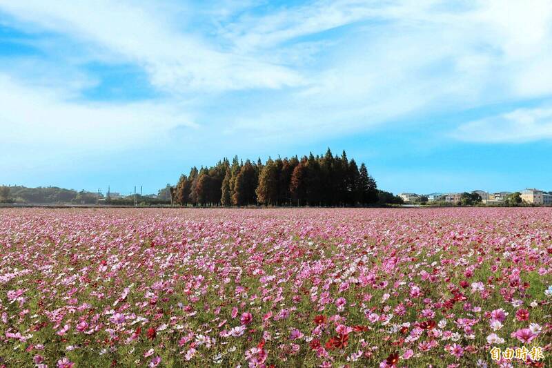 彰化員林市南區公園旁種有2.5公頃波斯菊，近日開始盛開，粉紅花海美景引人入勝。（記者陳冠備攝）