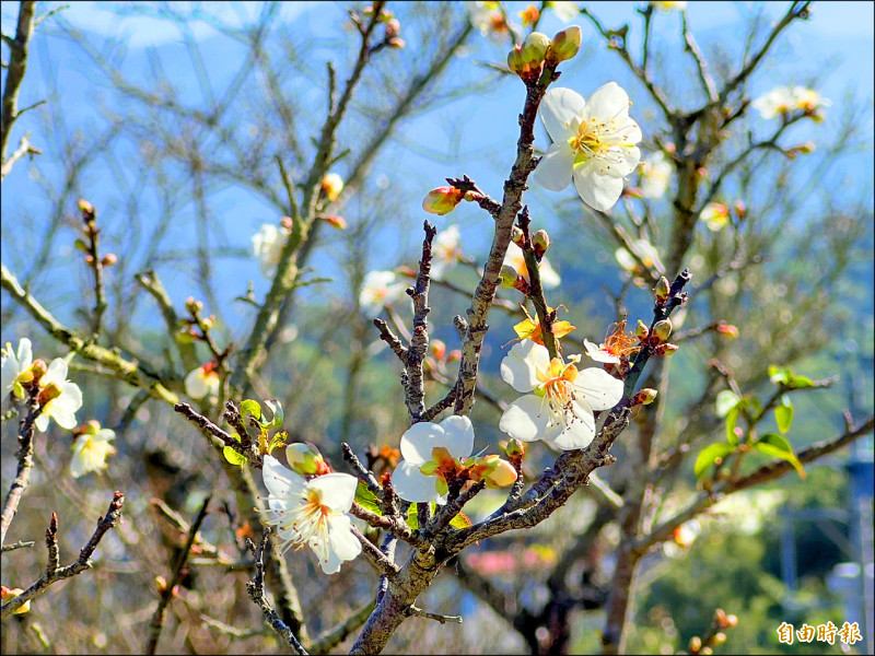 嘉義縣梅山公園的梅花初綻放，花況可期。（記者蔡宗勳攝）