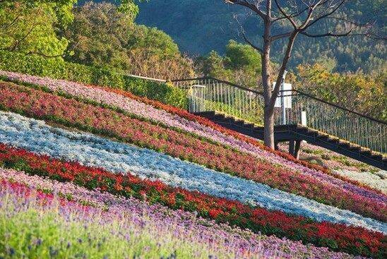 位於台北市北投的三層崎花海，有「台版富良野」美稱。（台北市公園處提供）