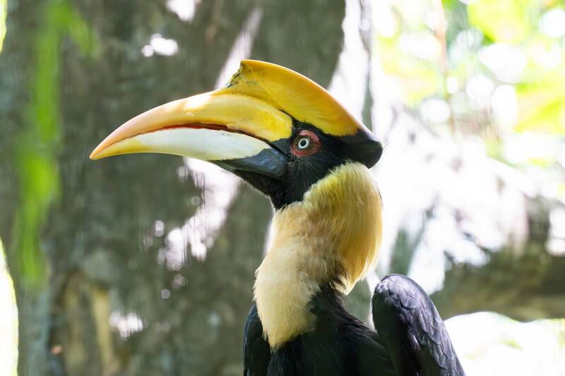 台北市立動物園僅存一公一母雙角犀鳥，不過母鳥「白目」去年底經獸醫師檢查發現有白血球高、貧血、以及肝臟指數高、而超音波檢查則呈現肝臟及胃腸有發炎現象，今年1月4日因嚴重體腔發炎不治死亡。（圖由台北動物園提供）