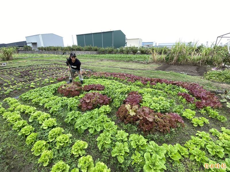 莊千瑩以田地為畫布，種植無農藥蔬菜。（記者洪臣宏攝）