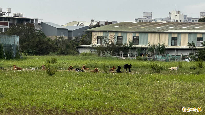 台南永康二王公墓附近常有大批遊蕩犬聚集。（記者劉婉君攝）