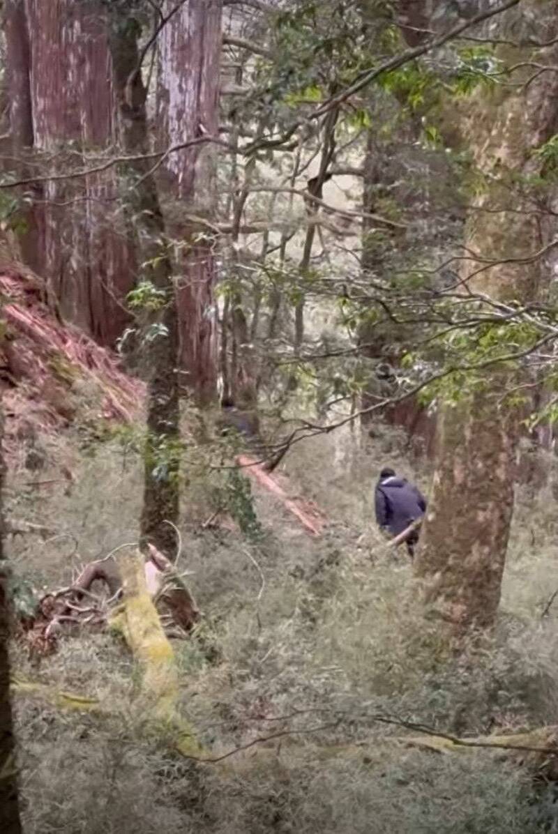 南投仁愛鄉馬海僕富士山驚傳神木遭盜伐，山區發現疑似逃竄的外籍山老鼠。（取自臉書）