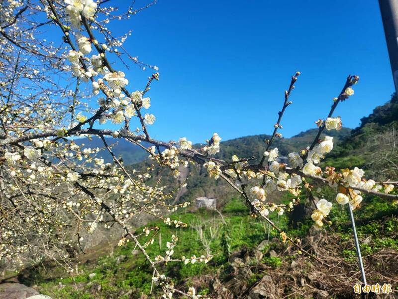 六龜寶來是全台最南端的賞梅勝地，今年受到冷氣團及雨水充沛的影響，目前山區梅花已綻放約6成。（記者黃佳琳攝）