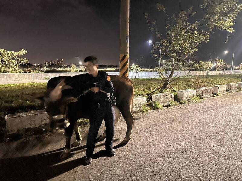 台南一隻剛產下小牛的黃牛深夜落跑闖入馬路，李姓飼主因疏於管理，違反道路交通管理處罰條例。（民眾提供）