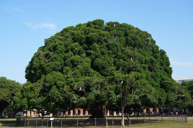 成大光復校區榕園主榕樹，經大規模修剪，外觀更加有型亮眼。（成大提供）