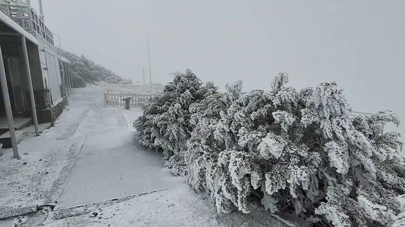 玉山因低溫與水氣出現降雪，位在玉山北峰的玉山氣象站，地面、植被出現厚厚霜雪，景致「凍」人。（中央氣象署提供）