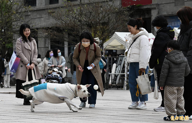 中央氣象署說,11日至13日清晨,受強烈大陸冷氣團影響,中部以北、東北部及東部天氣寒冷,其他地區早晚寒冷。氣象署上午也發布最新低溫特報燈號,從原本12縣市擴大至17縣市,低溫探攝氏10度以下。雖然天氣寒冷,台北市松山文創園區11日仍湧入出遊民眾,一條拉布拉多犬套著刷毛衣開心追球,逗樂飼主與圍觀民眾。(記者廖振輝攝) 中央氣象署說,11日至13日清晨,受強烈大陸冷氣團影響,中部以北、東北部及東部天氣寒冷,其他地區早晚寒冷。氣象署上午也發布最新低溫特報燈號,從原本12縣市擴大至17縣市,低溫探攝氏10度以下。雖然天氣寒冷,台北市松山文創園區11日仍湧入出遊民眾,一條拉布拉多犬套著刷毛衣開心追球,逗樂飼主與圍觀民眾。(記者廖振輝攝)