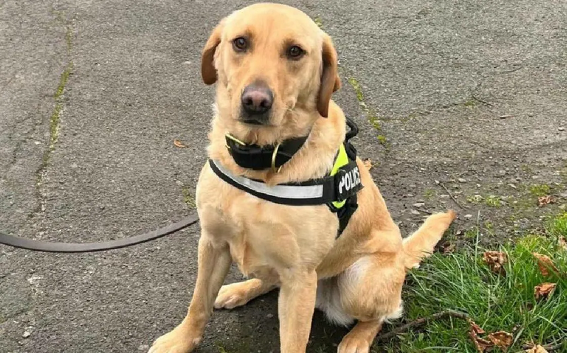 英國蘭開夏郡的拉布拉多警犬莉絲（Lissy），因害怕光滑地面而提前退役。