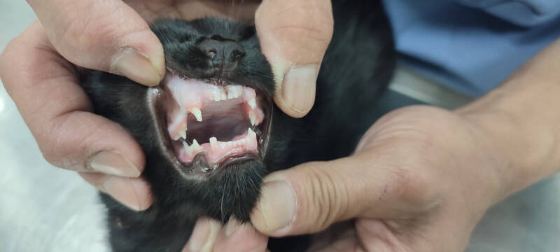 受虐貓慘遭拔牙。(圖由台灣浪愛不流浪關懷動物協會提供) 受虐貓慘遭拔牙。(圖由台灣浪愛不流浪關懷動物協會提供)