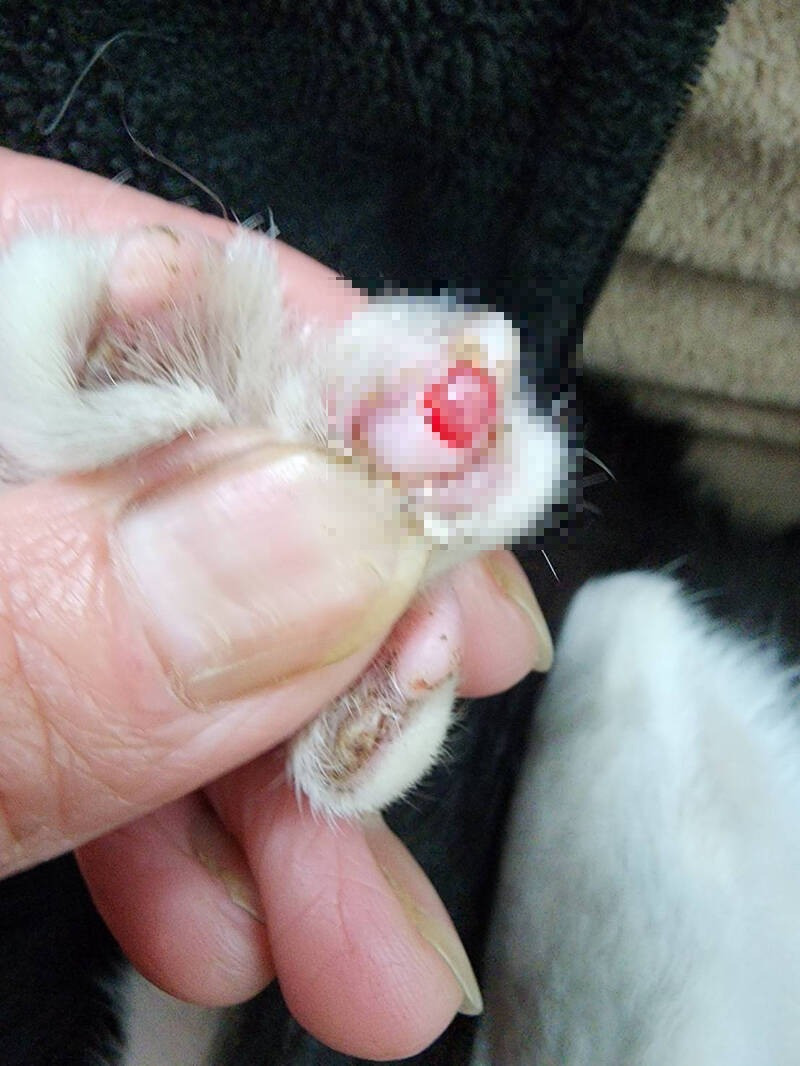 受虐貓指甲遭拔除發炎。(圖由台灣浪愛不流浪關懷動物協會提供) 受虐貓指甲遭拔除發炎。(圖由台灣浪愛不流浪關懷動物協會提供)