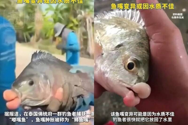 這條具有特異外型的鱒魚，引起了許多人的關注與討論。