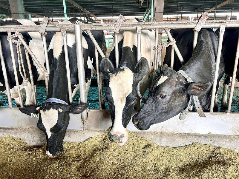 
Dairy cattle are pictured at a farm in Pingtung County on Jan. 12.
Photo: CNA