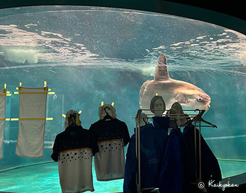 水族館內的翻車魚因為缺乏遊客互動而感到孤獨，導致狀態不佳，館方透過創意方式讓牠感受到活力。