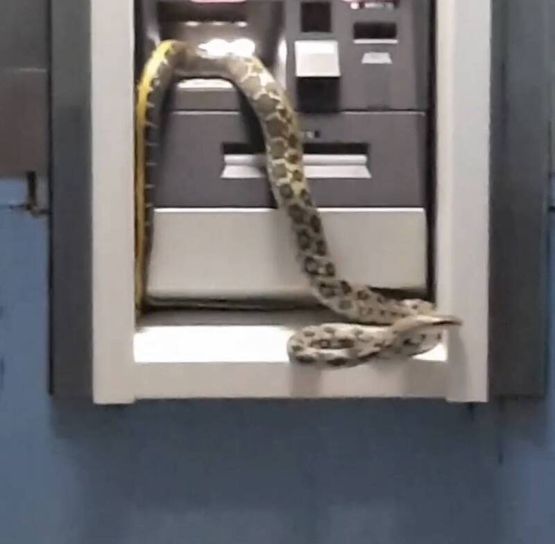 ATM有蛇？郵局「蛇」麼都沒看到 消防隊有捕蛇紀錄