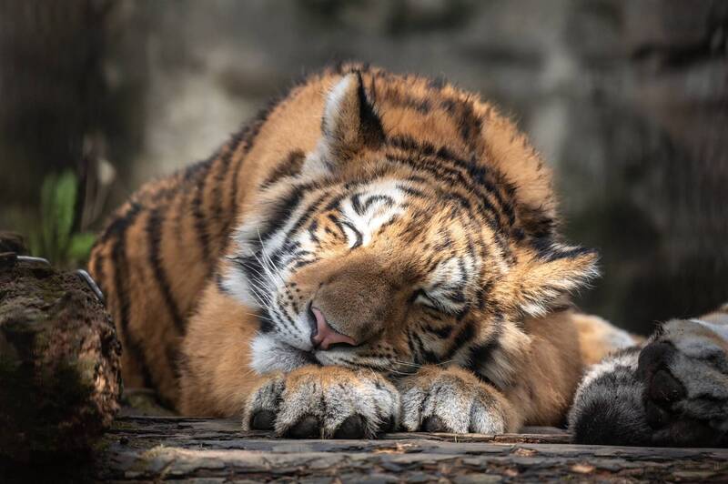 老虎在動物園裡悠閒的模樣吸引了大量網友的注意。