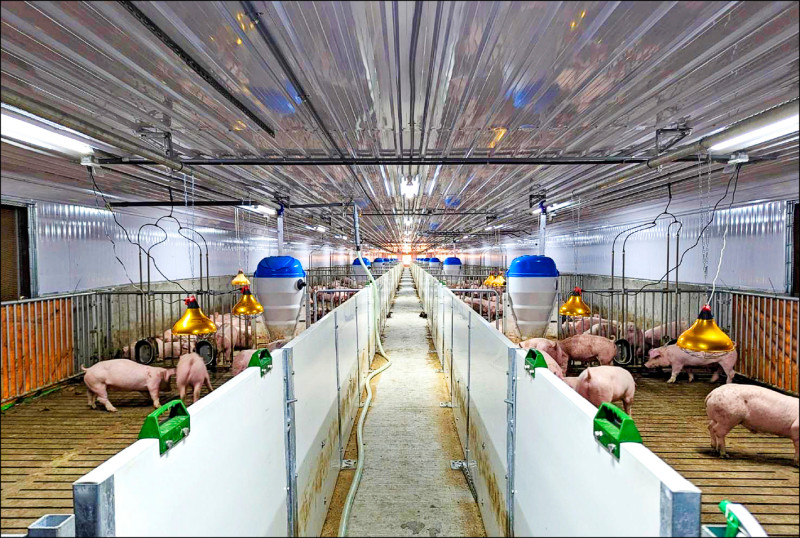 農業部「養豬百億基金計畫」執行4年結束，推動傳統養豬產業轉型升級。（資料照，台南市農業局提供）