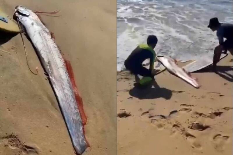 墨西哥北部下加利福尼亞半島海灘出現一條俗稱「地震魚」的皇帶魚。(圖擷取自@EarthquakeChil1 社群平台「X」) 墨西哥北部下加利福尼亞半島海灘出現一條俗稱「地震魚」的皇帶魚。(圖擷取自@EarthquakeChil1 社群平台「X」)