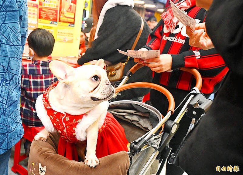 A dog is pushed in a pet stroller in Taipei yesterday.
Photo: Wang Yi-sung, Taipei Times A dog is pushed in a pet stroller in Taipei yesterday.
Photo: Wang Yi-sung, Taipei Times