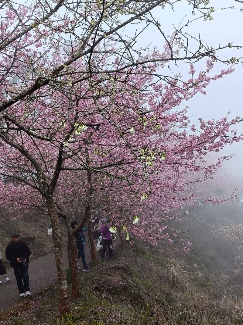 古坑草嶺青山坪農場櫻花滿開,春節連假吸引許多遊客上山賞櫻。(王清連提供) 古坑草嶺青山坪農場櫻花滿開,春節連假吸引許多遊客上山賞櫻。(王清連提供)