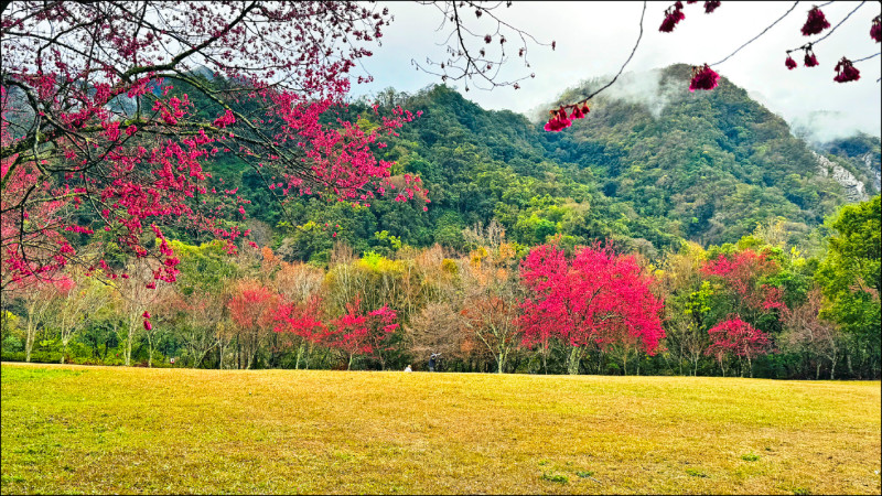 南投縣多處景點展現「櫻」姿，圖為奧萬大櫻花開。（林保署南投分署提供）