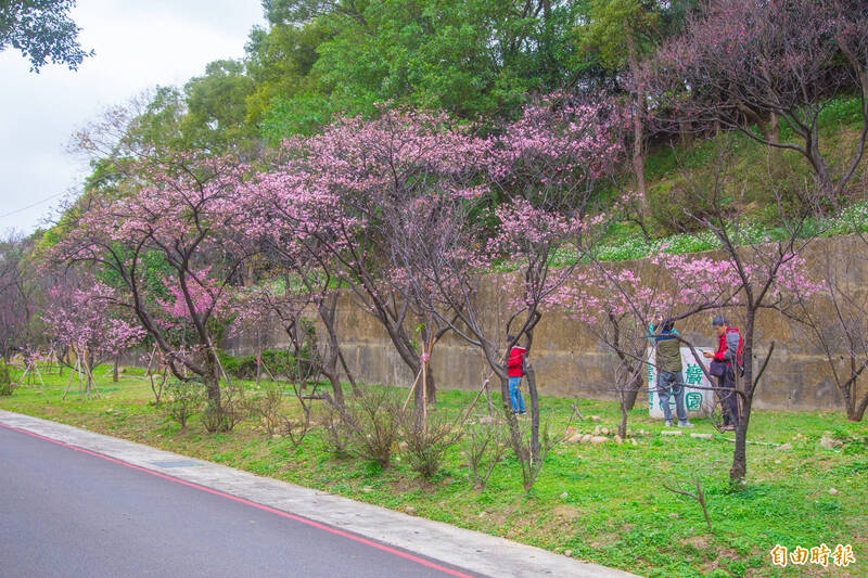 壽山巖觀音寺周邊櫻花盛開中。（記者周敏鴻攝）