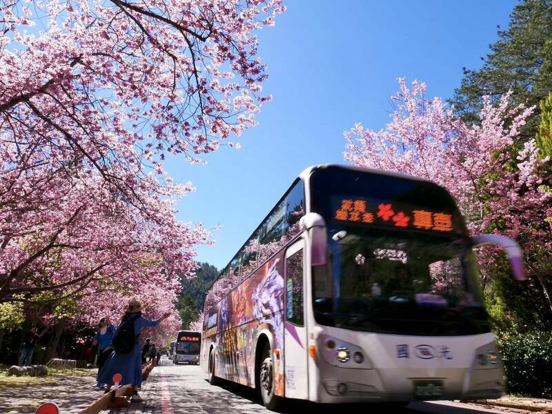 考量週末高山道路受寒流影響可能結冰，8日、9日國光客運賞櫻專車接駁路線暫停服務，已售出車票可辦理退票。（武陵農場提供）