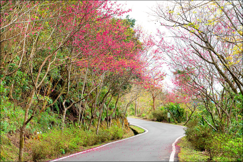石碇區二格道路、北47線及47之1線沿途山櫻花樹，已悄悄換上浪漫粉色新裝。（新北景觀處提供）