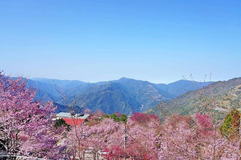 北橫沿線從15日起就會有櫻花盛開景象。（觀光旅遊局提供）