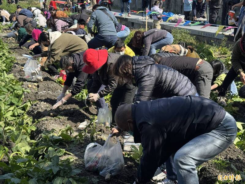 台中市潭子區農會舉辦搖滾馬鈴薯活動，吸引大批民眾前往體驗挖馬鈴薯。（記者歐素美攝）