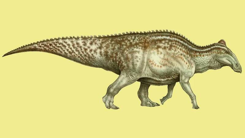 距今6600萬年前的埃德蒙頓龍復原圖。（圖擷取自維基百科公領域）