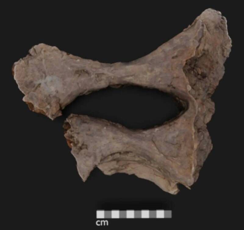 重達22公斤的埃德蒙頓龍薦椎骨（骨盆區域的骨骼）化石。（圖擷自L Tuinstra et al, 2025 Analytical Chemistry）