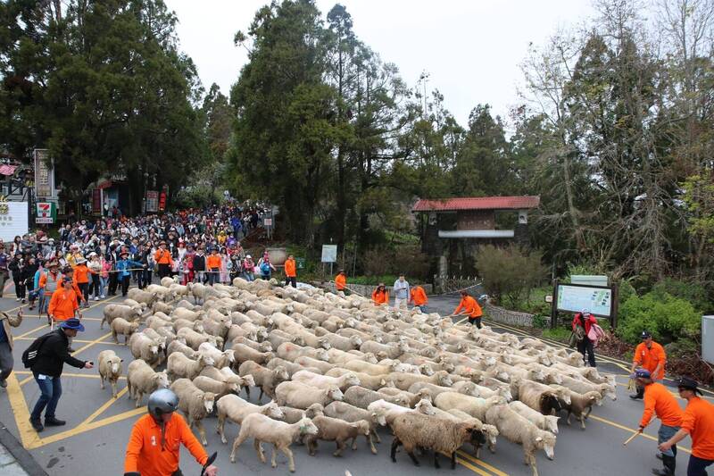 228連假,公路局預估許多民眾會至清境農場走春,建議民眾提前於早上9點以前抵達。(清境農場提供) 228連假,公路局預估許多民眾會至清境農場走春,建議民眾提前於早上9點以前抵達。(清境農場提供)