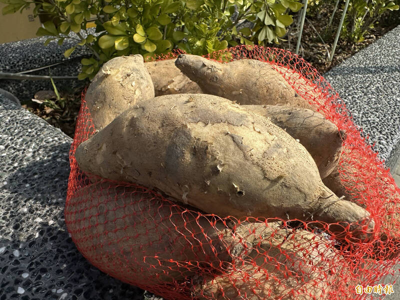 水林地瓜名聞遐邇,種植面積佔全台近20%,位居全國之冠。(記者李文德攝) 水林地瓜名聞遐邇,種植面積佔全台近20%,位居全國之冠。(記者李文德攝)