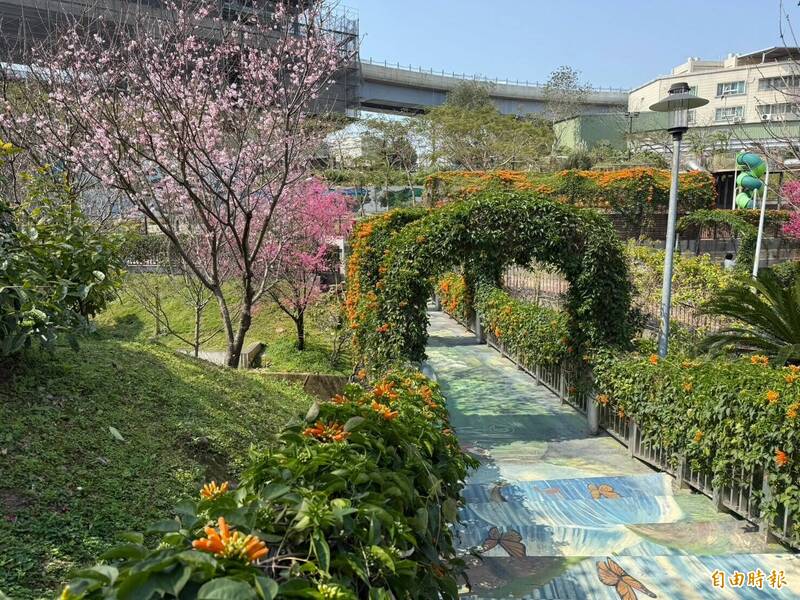 綿延的橘黃色炮仗花布滿一圈圈的拱門花廊,即將於3月盛開。(記者陳奕劭攝) 綿延的橘黃色炮仗花布滿一圈圈的拱門花廊,即將於3月盛開。(記者陳奕劭攝)
