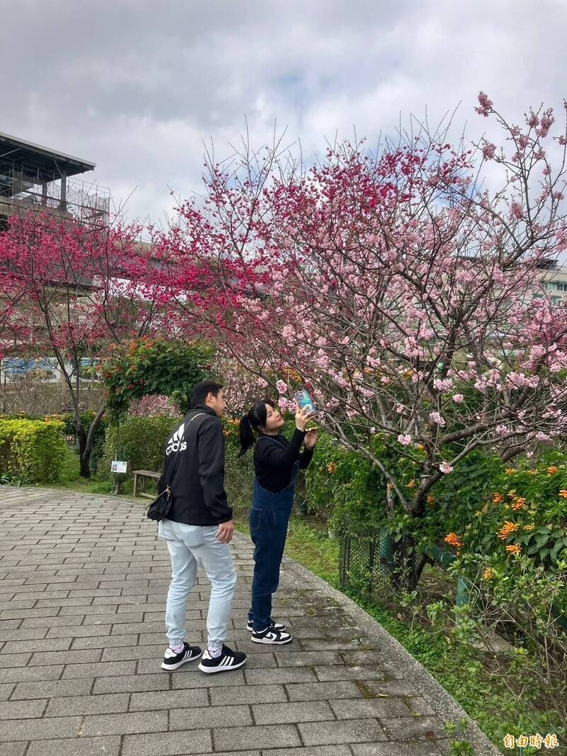 鶯歌區永吉公園櫻花綻放,吸引遊客拍照打卡。(記者陳奕劭攝) 鶯歌區永吉公園櫻花綻放,吸引遊客拍照打卡。(記者陳奕劭攝)