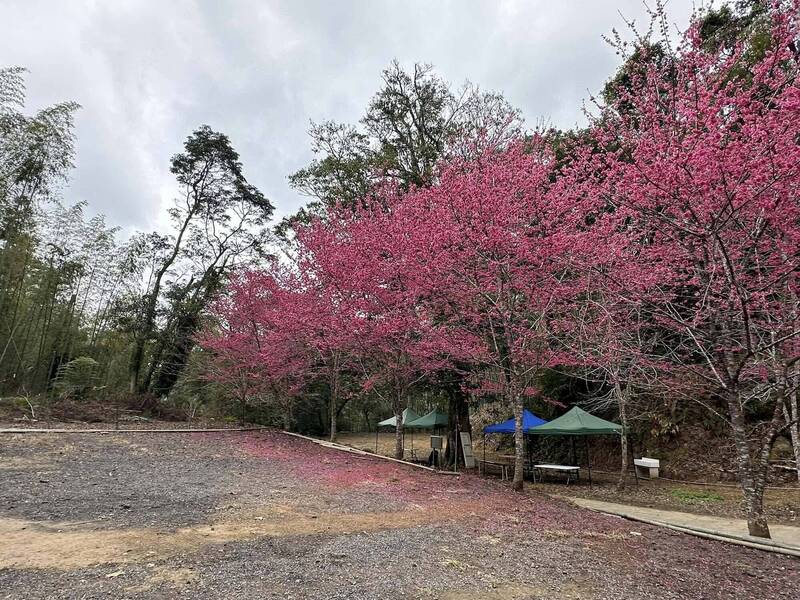 古坑石壁櫻花盛開,即日起進入最佳賞花期。(民眾提供) 古坑石壁櫻花盛開,即日起進入最佳賞花期。(民眾提供)
